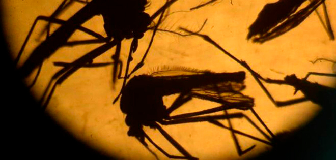 Zika puede provocar muerte fetal, hidropesía e hidranencefalia, según estudio