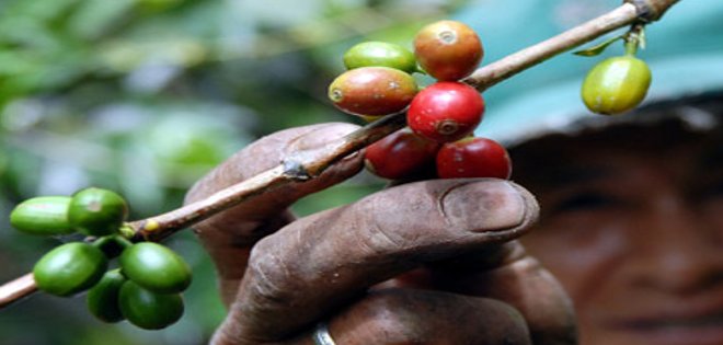 Manabí: plantaciones de café devastadas por un hongo