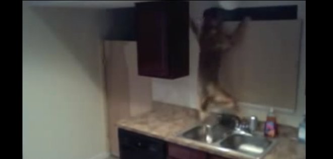 Asombroso escape de un perro encerrado en la cocina de su casa
