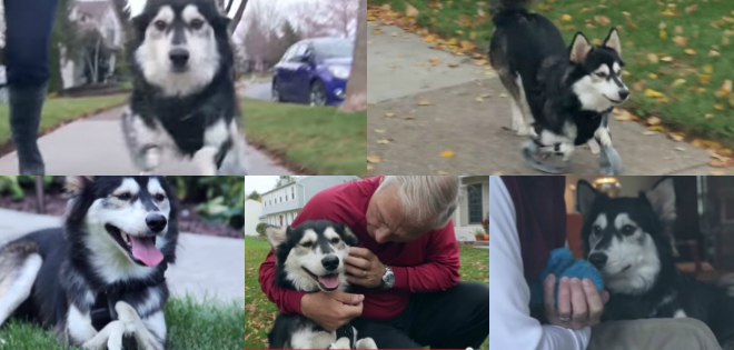 Derby, el perro que puede volver a caminar gracias a una prótesis 3D