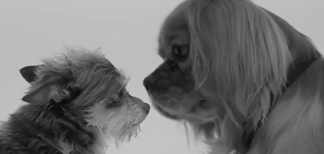 Parodia perruna del video sobre el &quot;primer beso&quot;