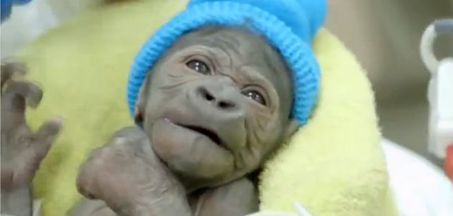 Vídeo: nace una cría de gorila a través de cesárea