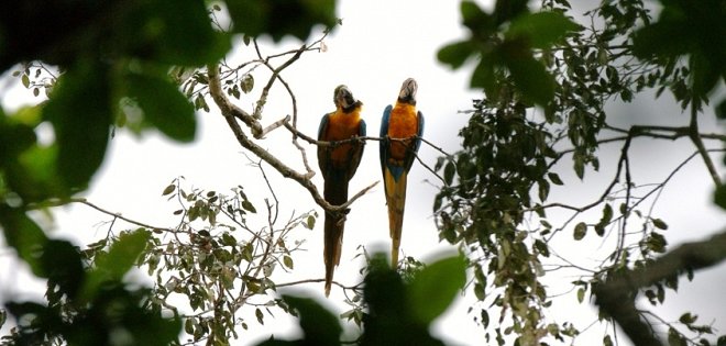 Adéntrese en la majestuosidad de Cocaya, el corazón del Yasuní