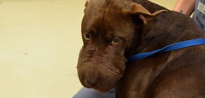 EE.UU: Buscan a persona que casi destruye el hocico de una perra