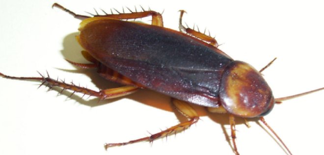 Mordida de cucaracha es 50 veces mayor que su peso y cinco más fuerte que la humana