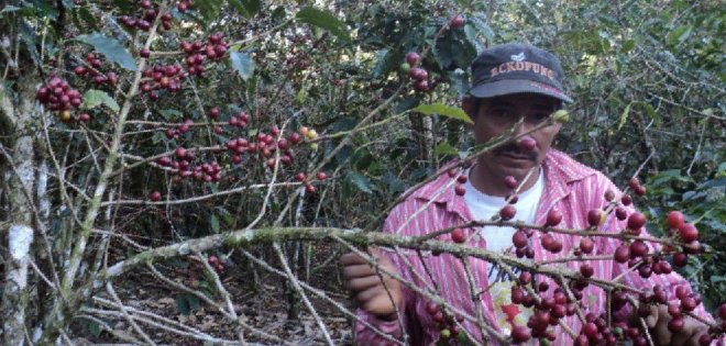 Manabí: plantaciones de café devastadas por un hongo