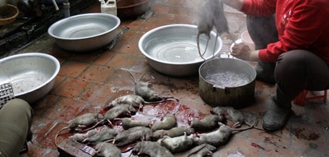 Nada de comer ratas o murciélagos en Año Nuevo, dice el Gobierno chino