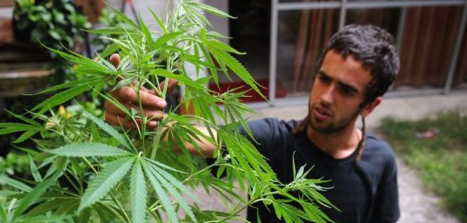 Costa Rica abre discusión sobre legalización de la marihuana