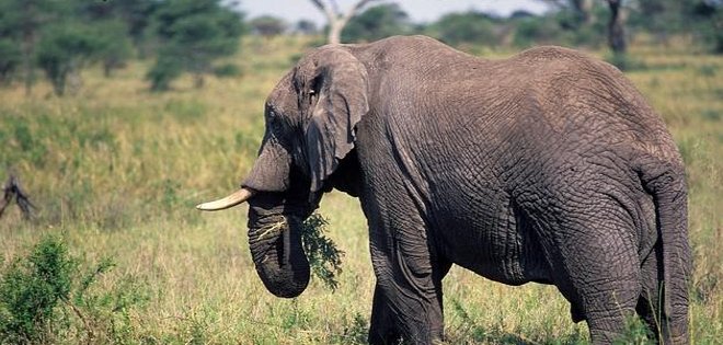 81 elefantes murieron envenados en Zimbabue