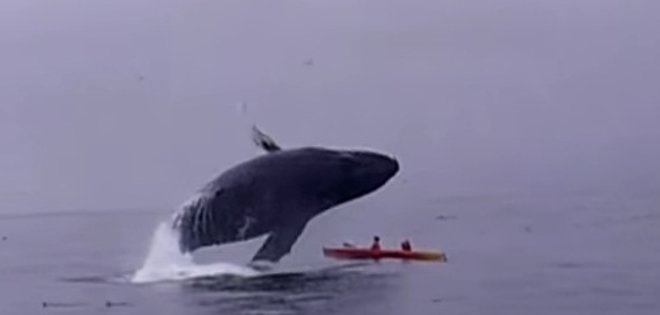 Pareja casi muere aplastada por una ballena en California