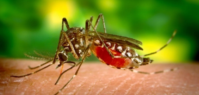 Ministerio de Salud emite alerta ante peligro por fiebre del zika