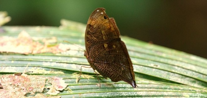 Adéntrese en la majestuosidad de Cocaya, el corazón del Yasuní