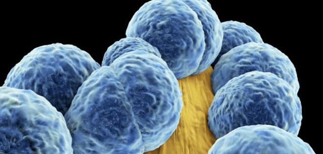 Un tipo de virus evade la activación de la respuesta inmune