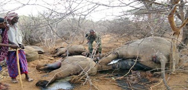 81 elefantes murieron envenados en Zimbabue