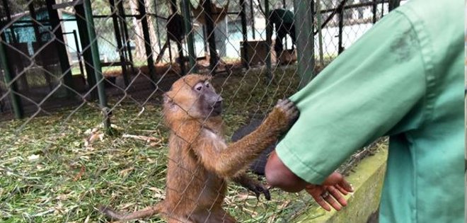 Desarrollan sustancia contra el sida de eficacia duradera en los monos