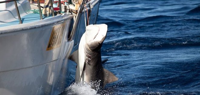 Australia: capturan 170 tiburones y sacrifican 50 para reducir ataques a bañistas