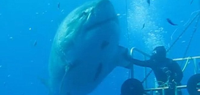Increíbles imágenes del tiburón blanco más grande del mundo