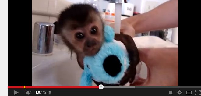 Vídeo: El primer baño de un bebé mono