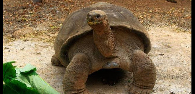 Murió &quot;Pepe el misionero&quot;, la tortuga más querida de Galápagos