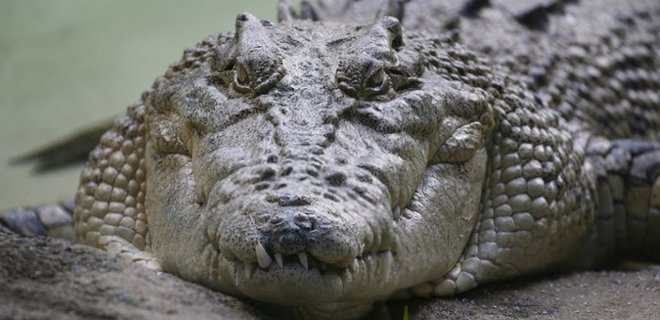 Estuvo dos semanas atrapado en una isla por un cocodrilo gigante
