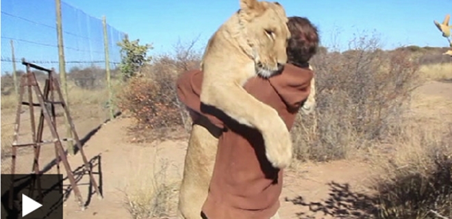 El tierno abrazo de un hombre y una leona