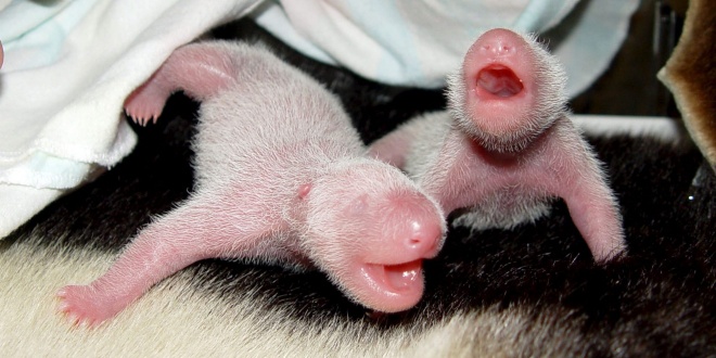 Japón celebra el nacimiento de osos panda gemelos