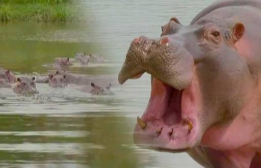 Una plaga de hipopótamos africanos avanza por Colombia; los animales fueron traídos por el narcotraficante Pablo Escobar.