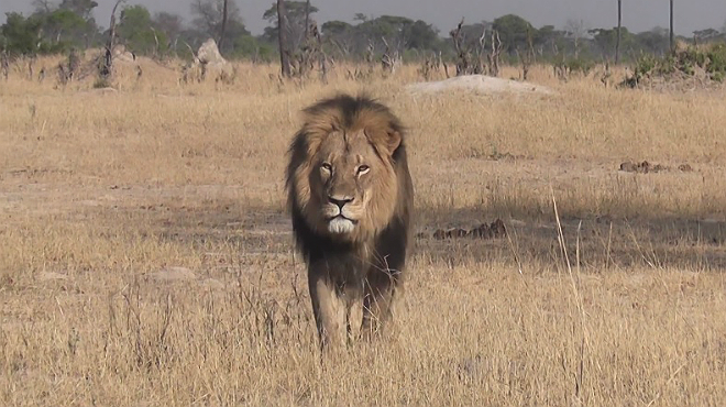 Muerte del león Cecil genera llamado a donaciones para protección de felinos