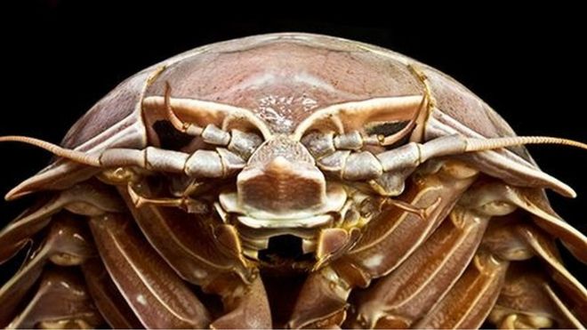 La gigantesca &quot;cucaracha&quot; descubierta en el fondo del mar