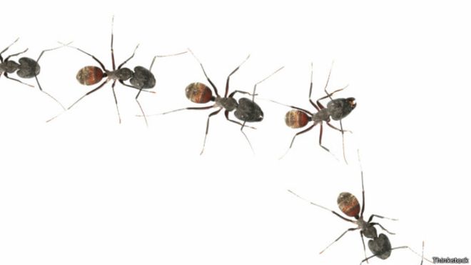 La sorprendente capacidad de las hormigas ante la falta de gravedad