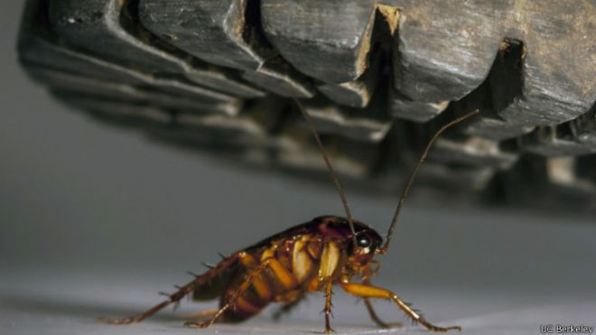 Por qué es tan difícil matar a una cucaracha