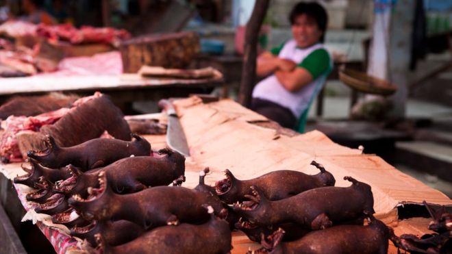Por qué estamos contrayendo cada vez más enfermedades transmitidas por animales