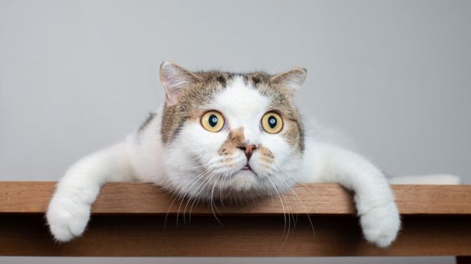 ¿Los gatos son menos cariñosos que los perros?