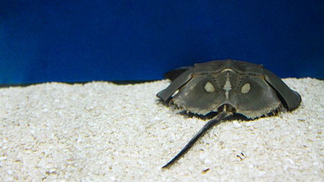 &quot;Sangre azul&quot; de cangrejos contra el COVID-19