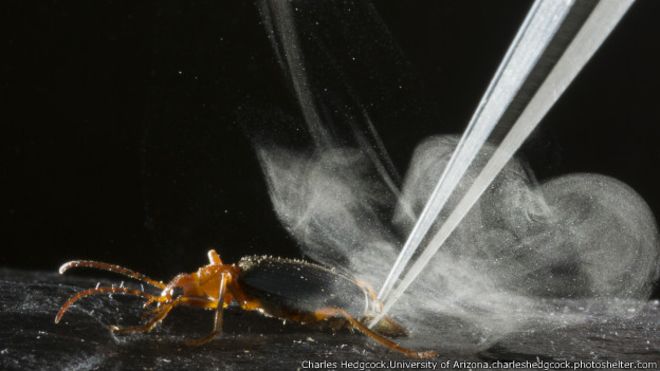 El escarabajo que usa armas químicas para defenderse
