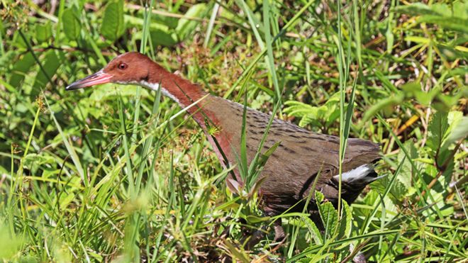 &quot;Volvió a la vida&quot; ave que se extinguió