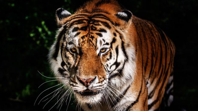 El perfume de Calvin Klein es usado para atraer tigres y jaguares