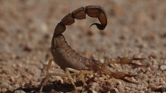 Hormigas bala, escorpiones muerte-acechante, avispones del infierno... ¿Cuál es el animal con la peor picadura?