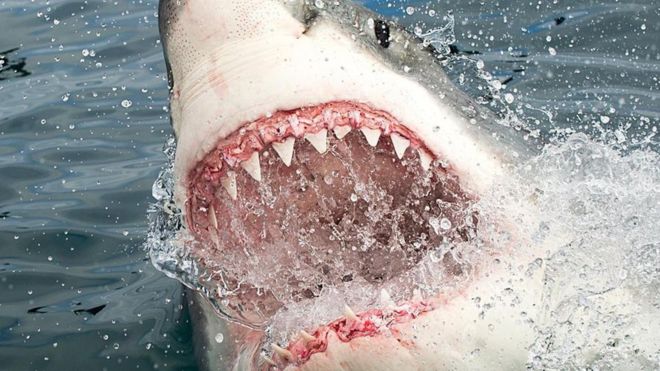 Por qué los tiburones atacan a los humanos