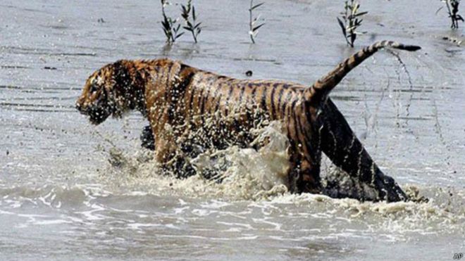 Los hombres que sobrevivieron enfrentamientos con tigres salvajes