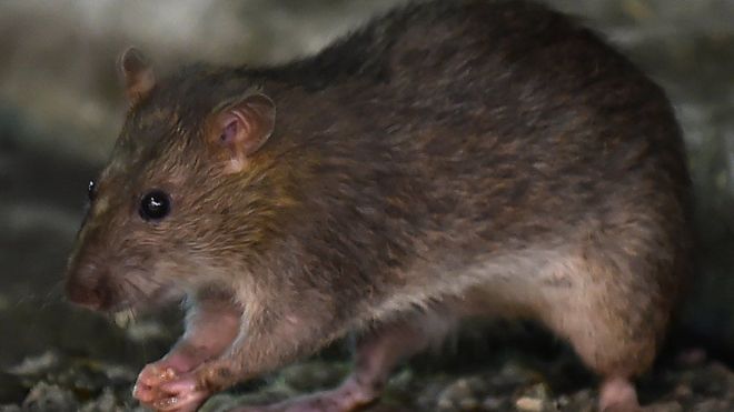 Por qué la pandemia está cambiando el comportamiento de las ratas