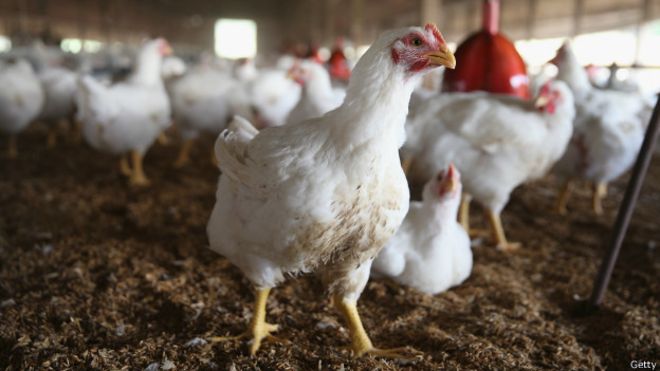 Cuáles son los riesgos de consumir pollo con antibióticos