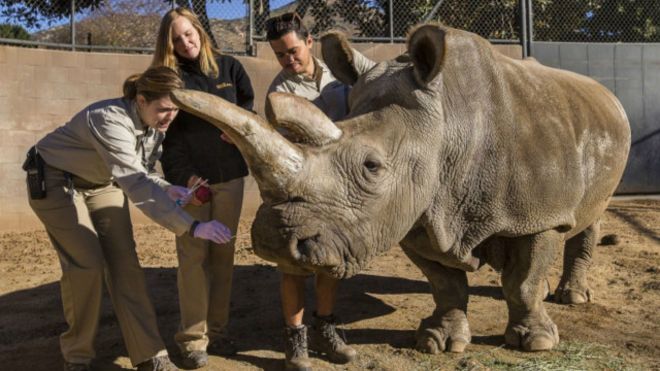 ¿Dónde están los últimos tres rinocerontes blancos del mundo?