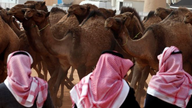 Los camellos con botox a los que descalificaron de un concurso de belleza