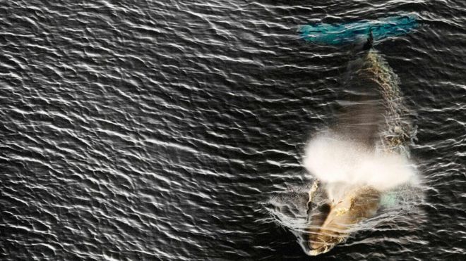 Por qué Japón insiste en cazar ballenas pese a la negativa del mundo