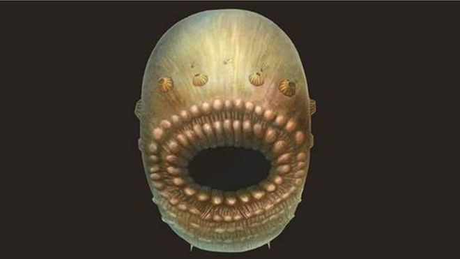 Con una boca gigante y sin ano: así podría haber sido nuestro ancestro más antiguo