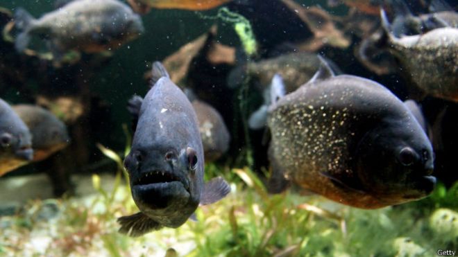 Brasil: niña de 6 años devorada por pirañas