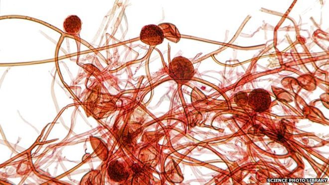 ¿Cuántos microbios hay en el polvo de nuestras casas?