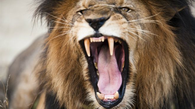 El &quot;intento de suicidio&quot; que causó la muerte de dos leones en el zoológico de Santiago de Chile