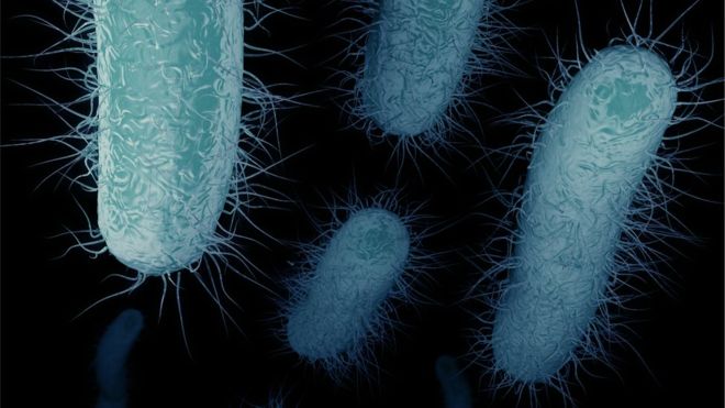Las bacterias &quot;pesadilla&quot; que preocupan a los médicos